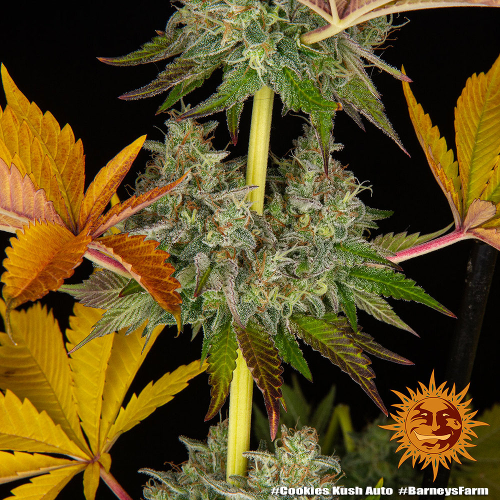 Cookies Kush Auto Barney’s Farm