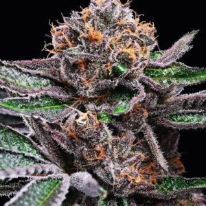 Candy Candy von Cookies Seed Bank