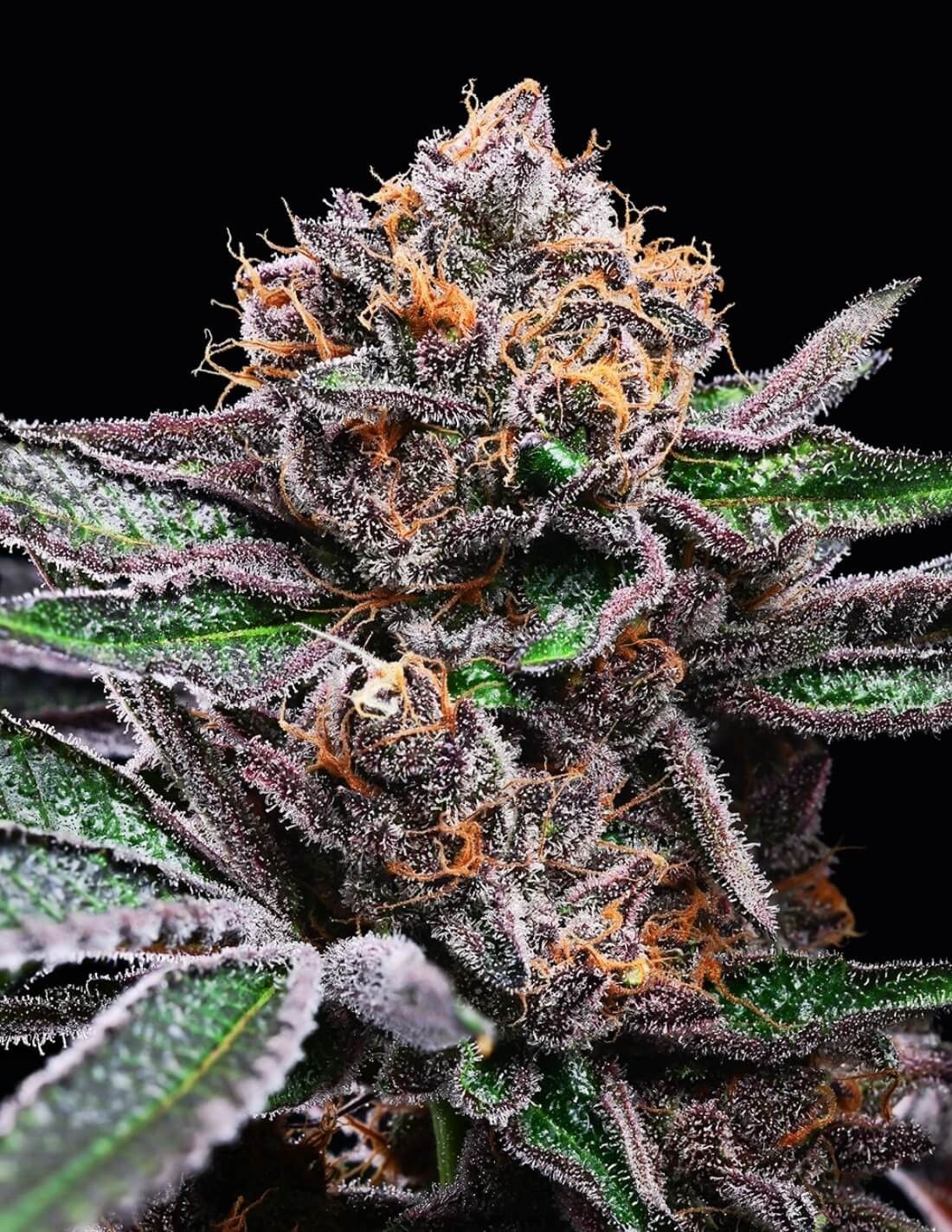 Candy Candy von Cookies Seed Bank