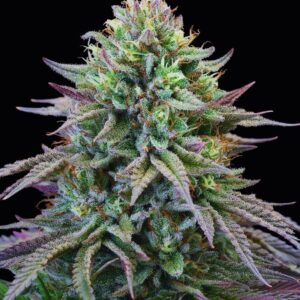 Cherry Cooks von Cookies Seed Bank