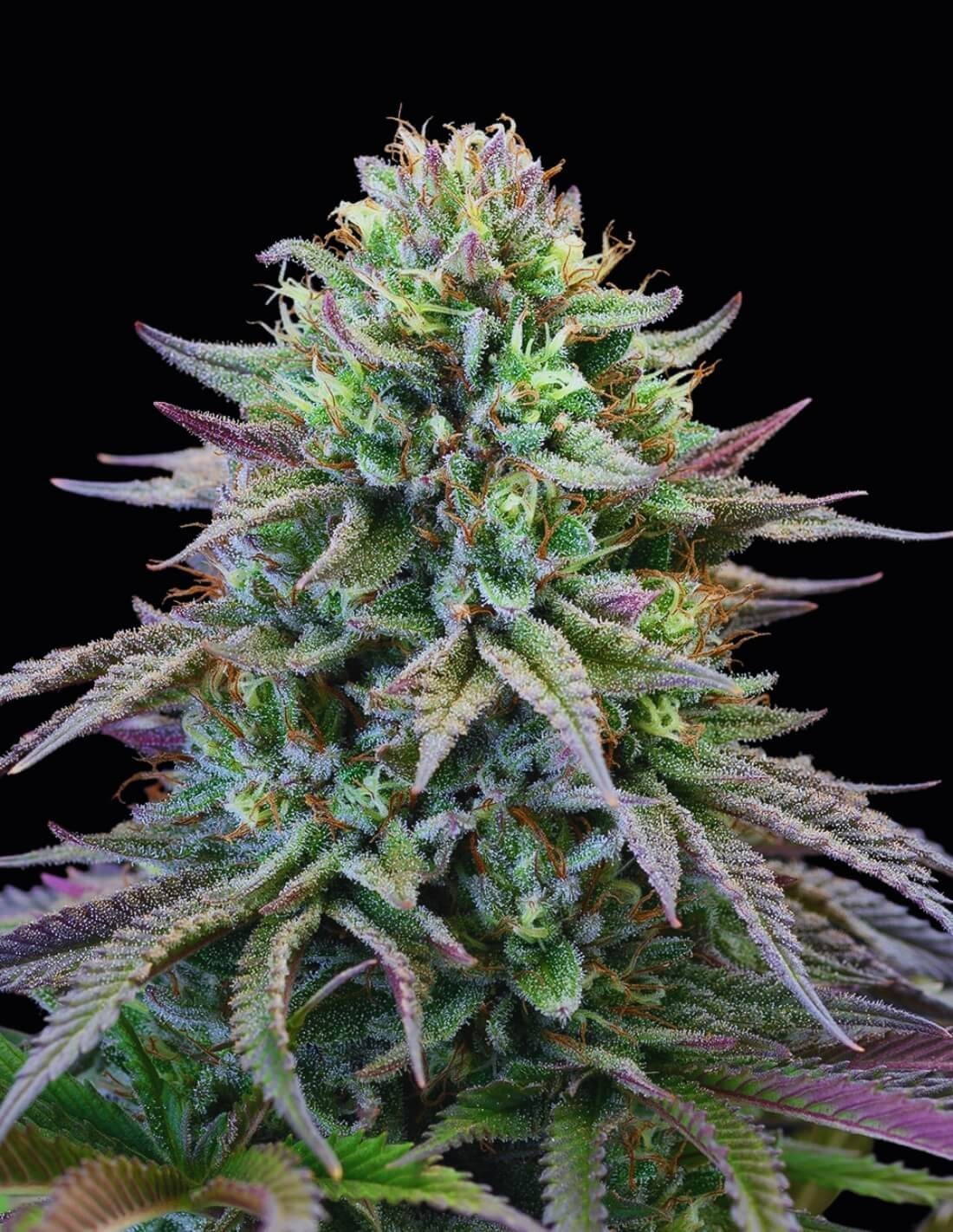 Cherry Cooks von Cookies Seed Bank
