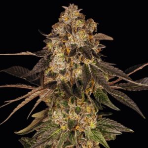 Cherry Fritter von Cookies Seed Bank