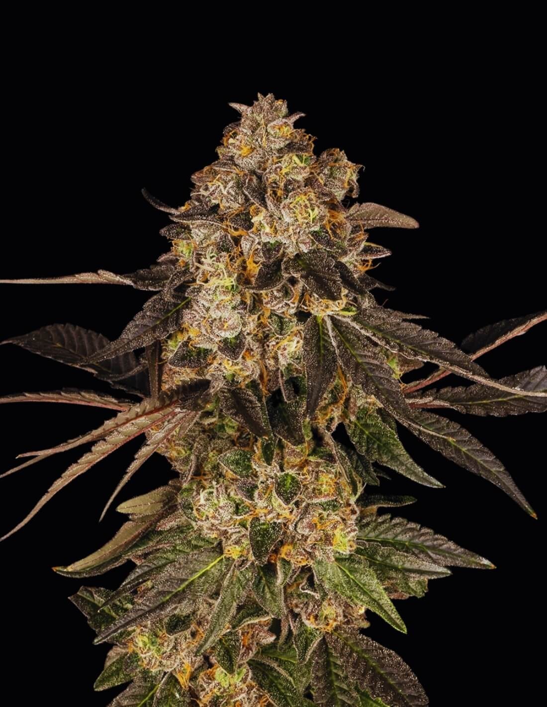 Cherry Fritter von Cookies Seed Bank