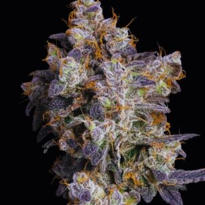 Cherry Zelato von Cookies Seed Bank