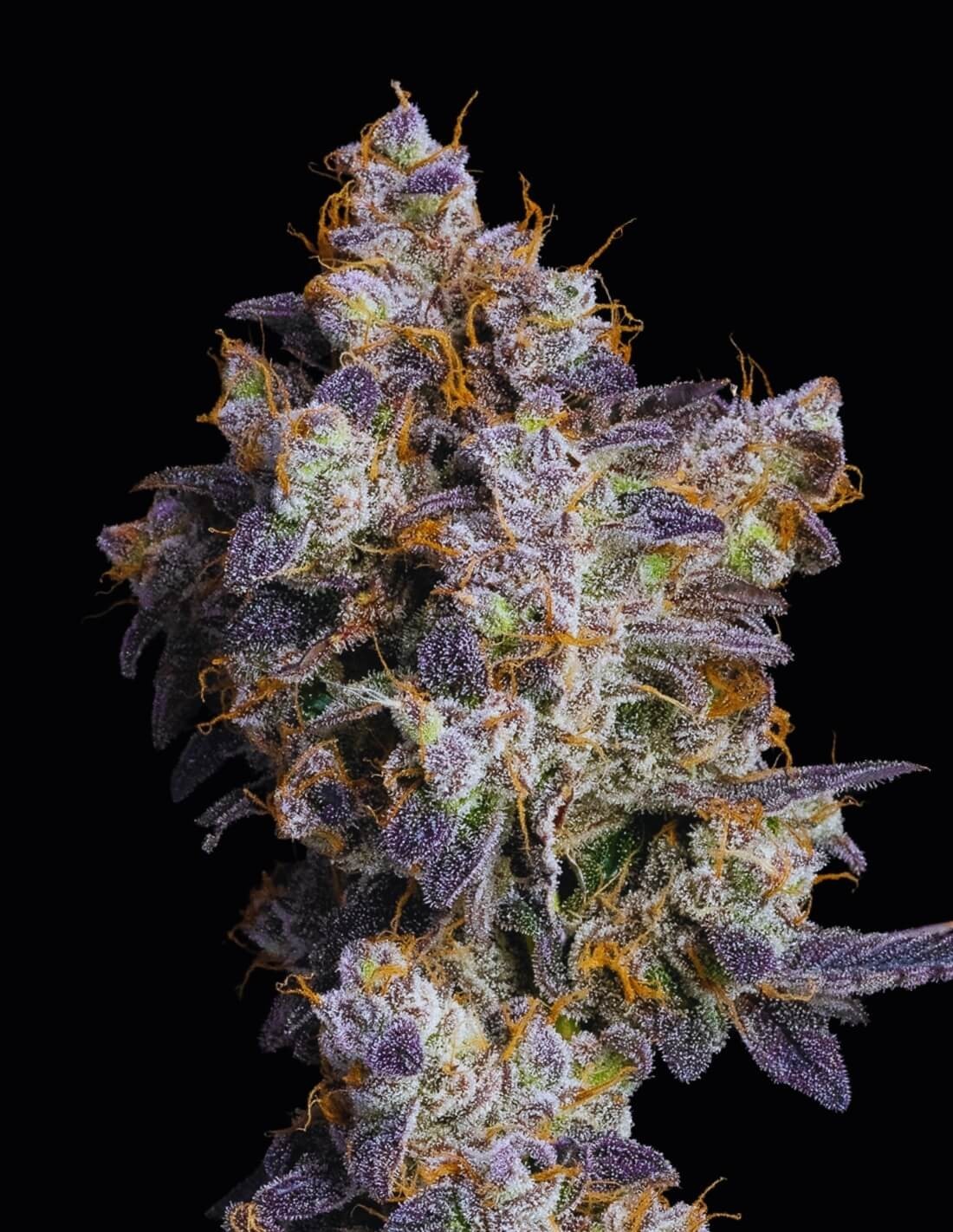 Cherry Zelato von Cookies Seed Bank