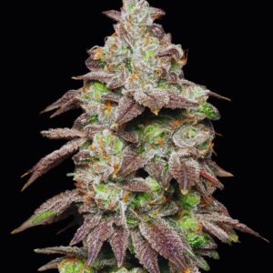 Fried Banana von Cookies Seed Bank