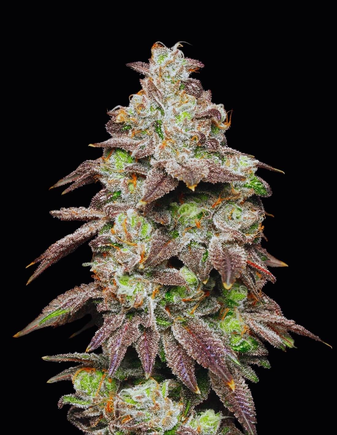 Fried Banana von Cookies Seed Bank