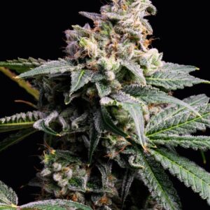 GMO x Hollywood von Cookies Seed Bank