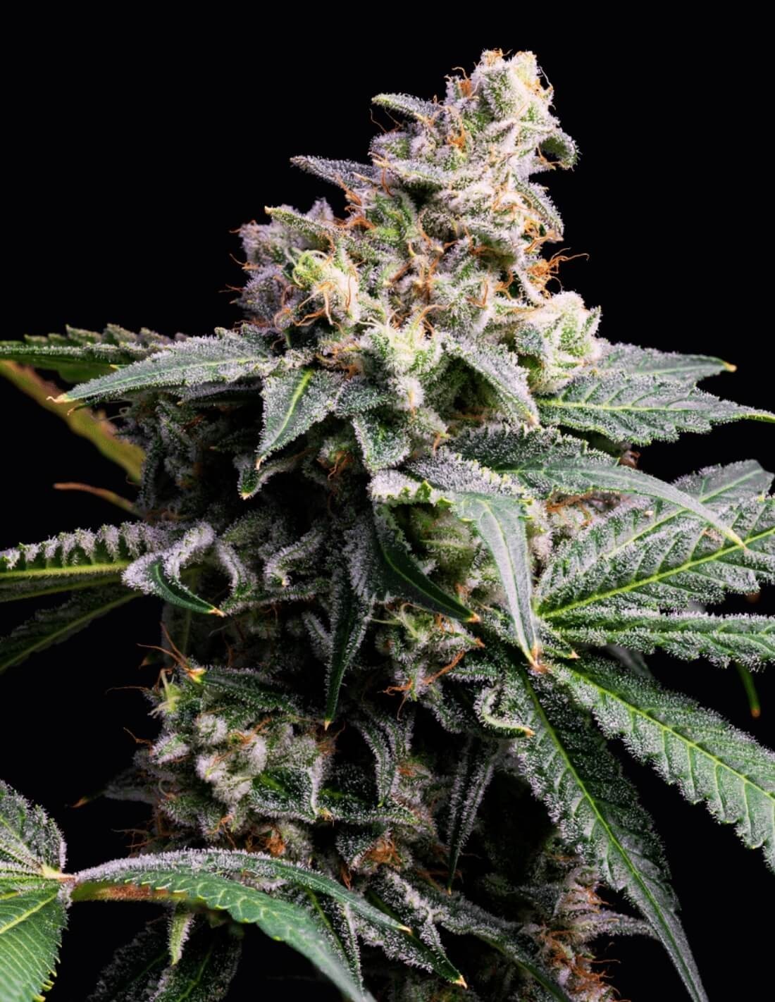 GMO x Hollywood von Cookies Seed Bank
