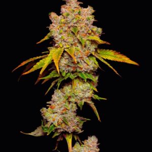 Lemon Cherry Sherb von Cookies Seed Bank