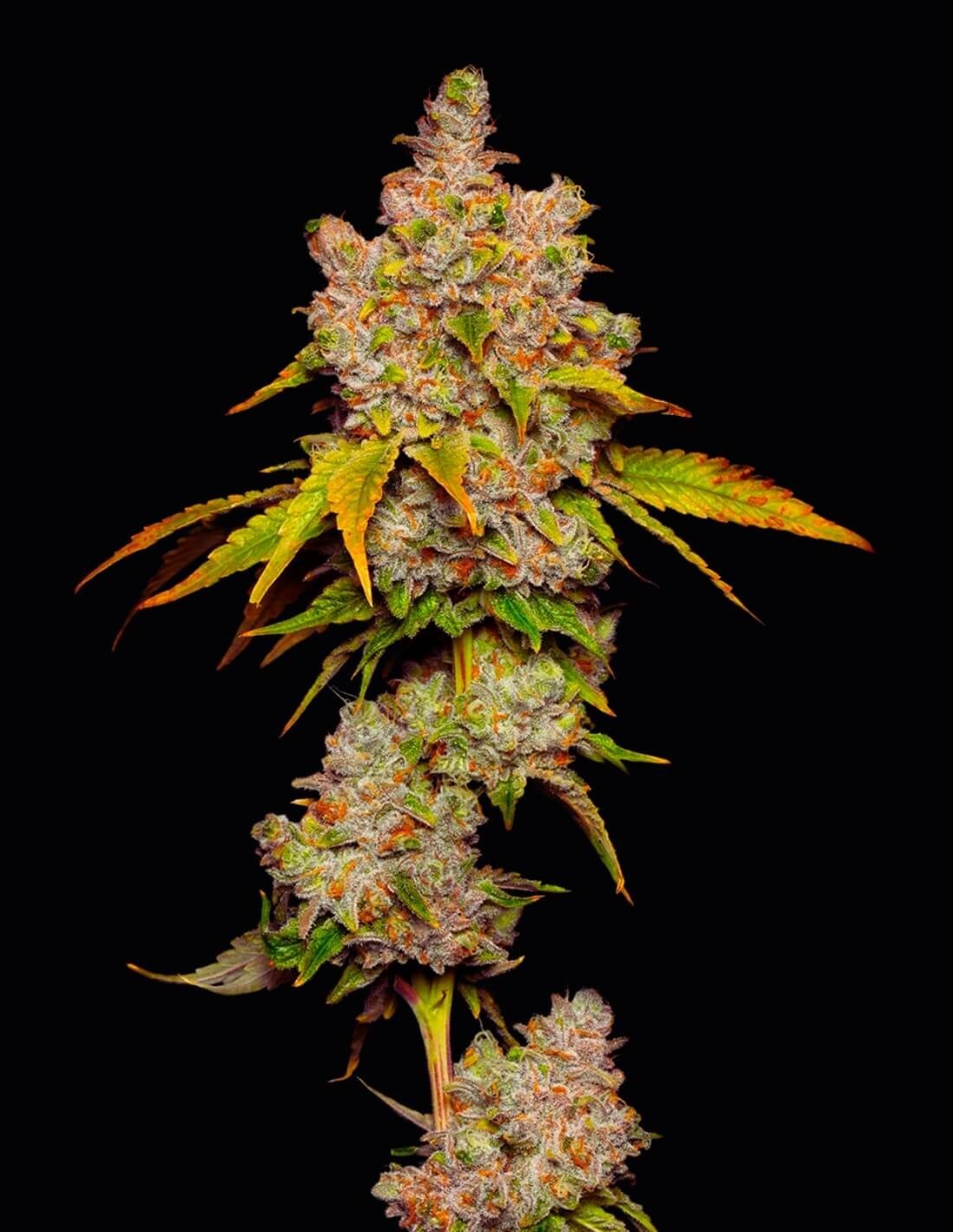 Lemon Cherry Sherb von Cookies Seed Bank