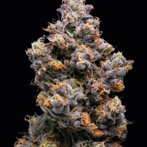 Miami Yayo von Cookies Seed Bank