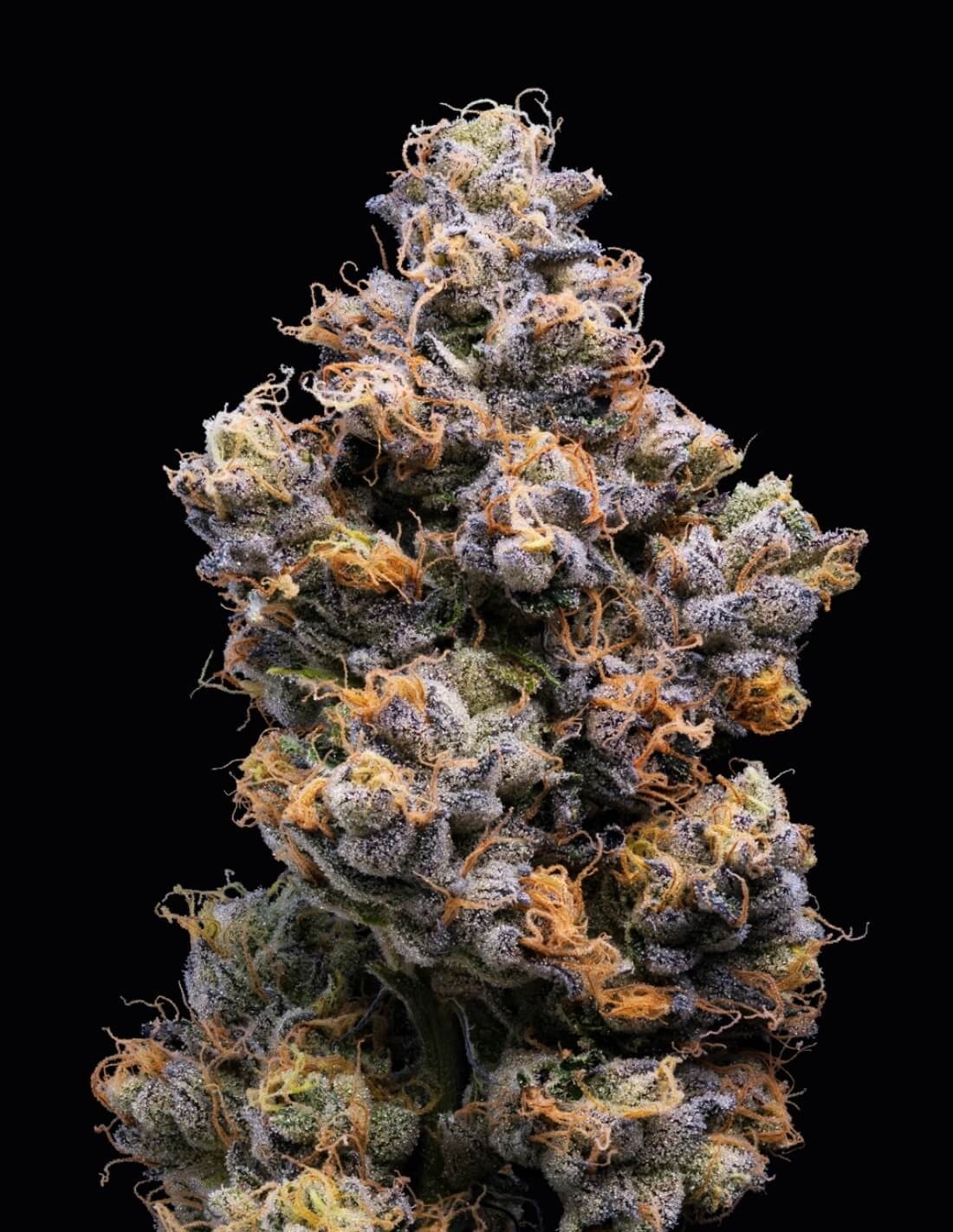 Miami Yayo von Cookies Seed Bank
