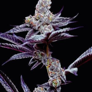 Mind Fuck von Cookies Seed Bank