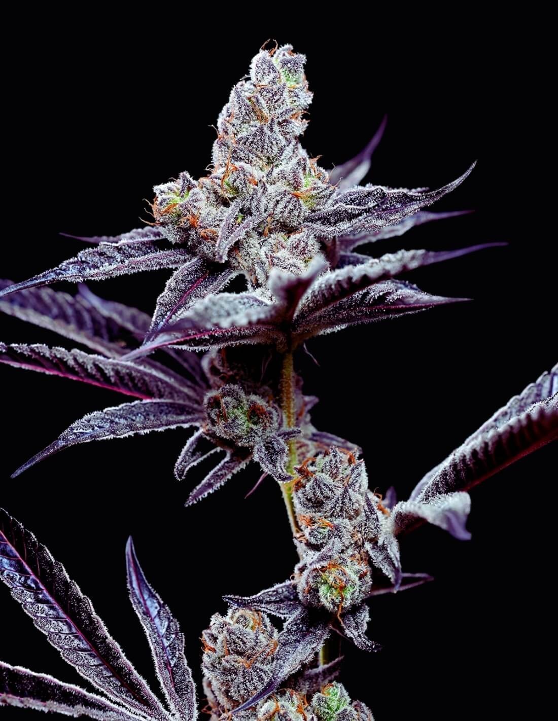 Mind Fuck von Cookies Seed Bank