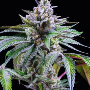 Sunsetz von Cookies Seed Bank