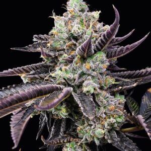 Tie Die von Cookies Seed Bank