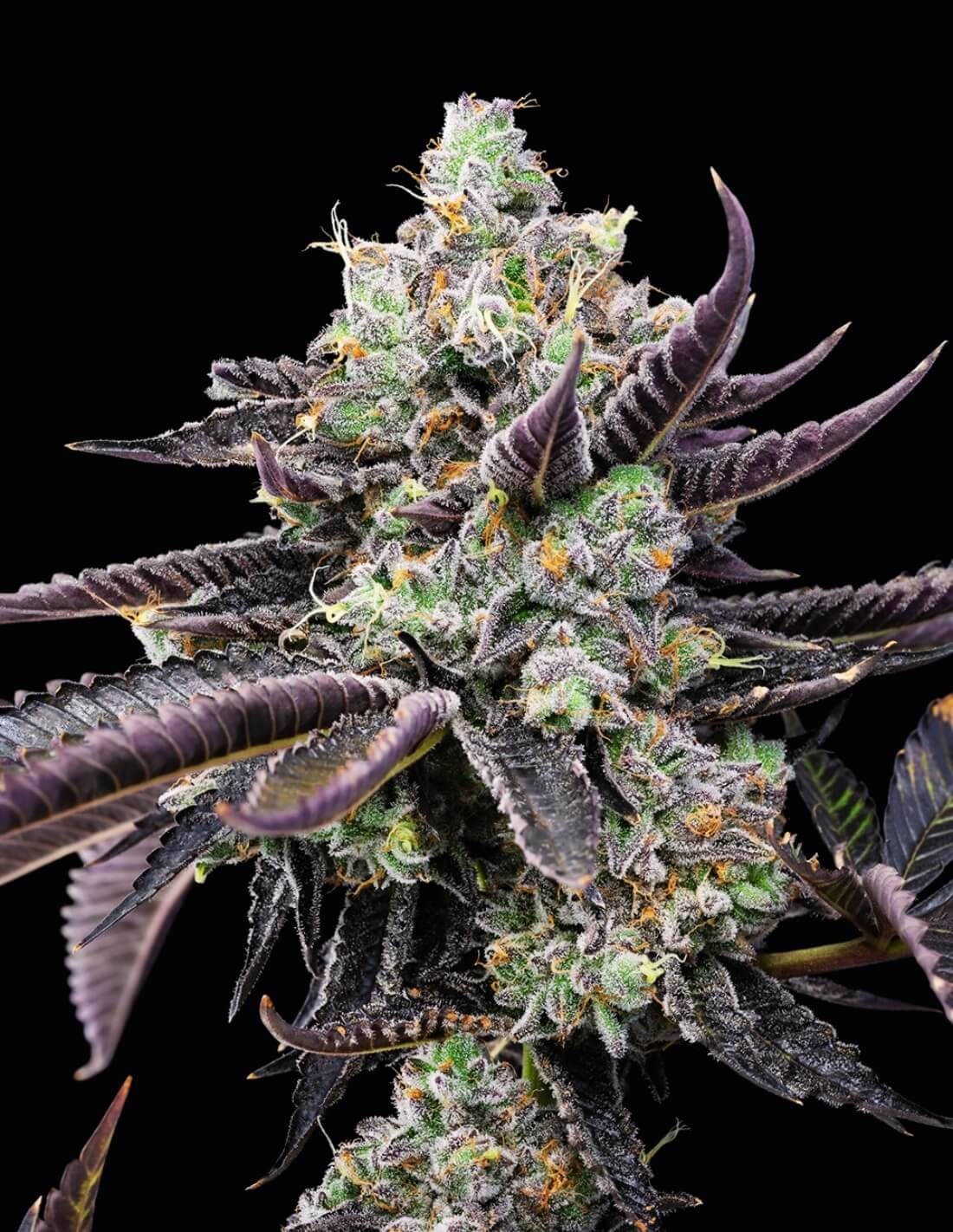 Tie Die von Cookies Seed Bank