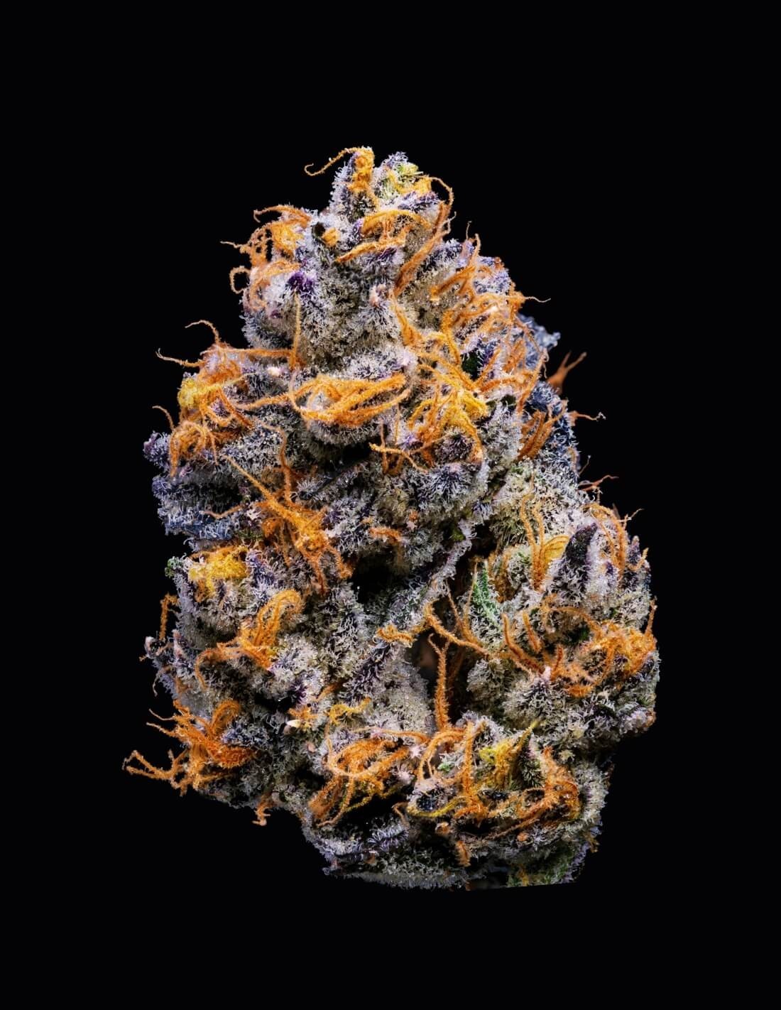 Velvet Cream von Cookies Seed Bank