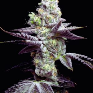 Wet Wet von Cookies Seed Bank