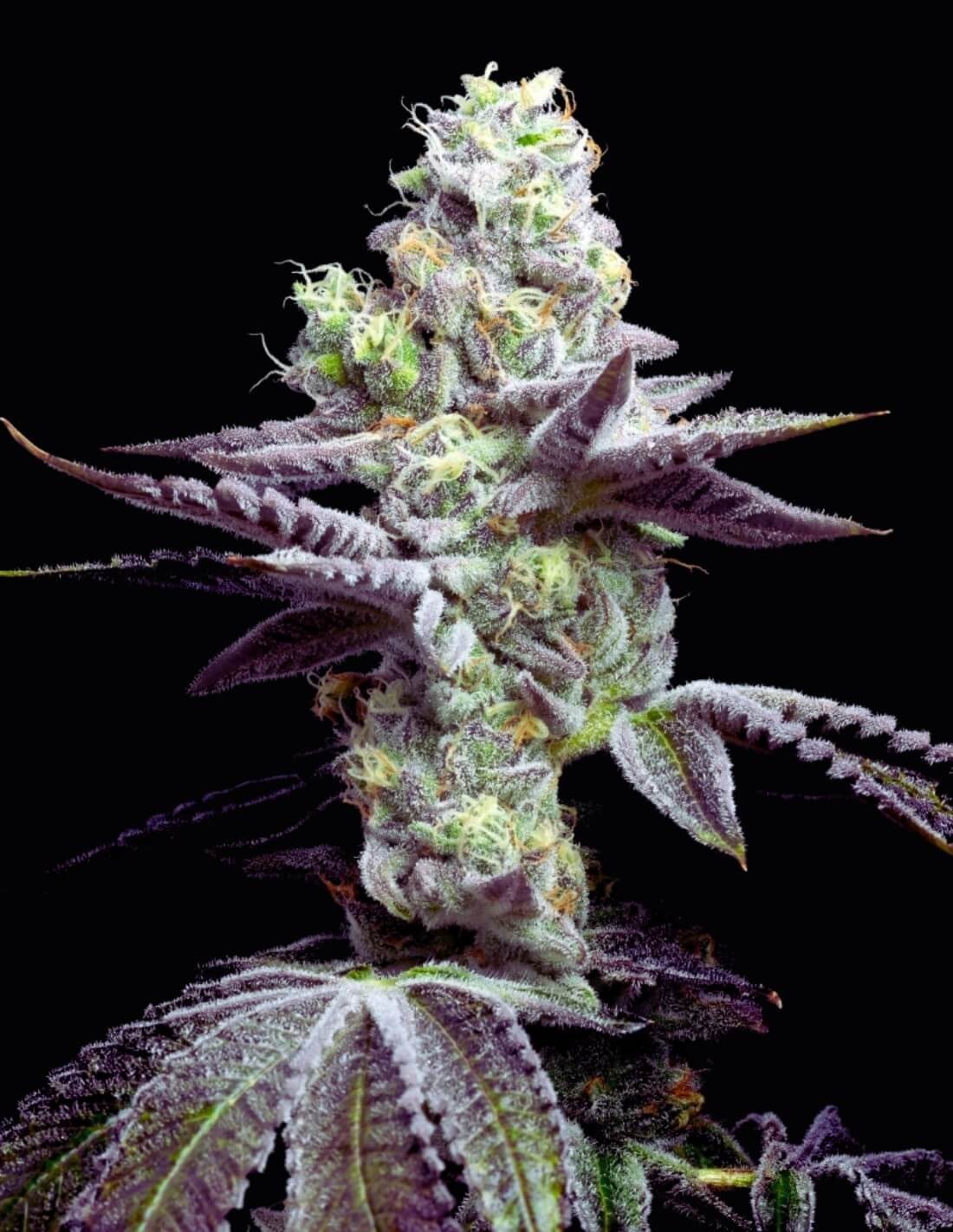 Wet Wet von Cookies Seed Bank
