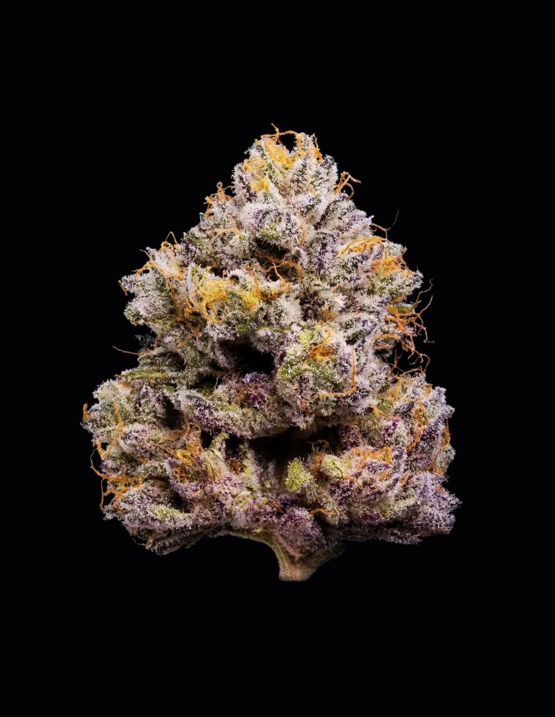 ZZ4 von Cookies Seed Bank