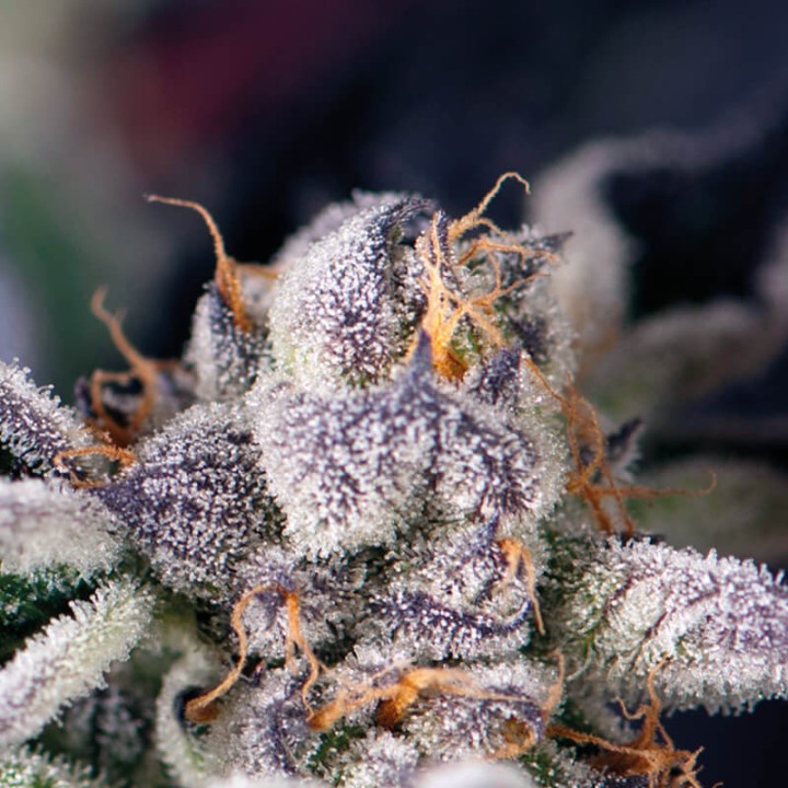 Cookies USA Pyramid Seeds