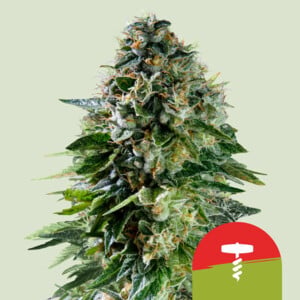 Corkscrew Auto von Royal Queen Seeds