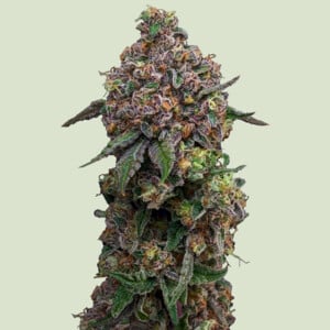 Cosmic Cheddar F1 von Royal Queen Seeds