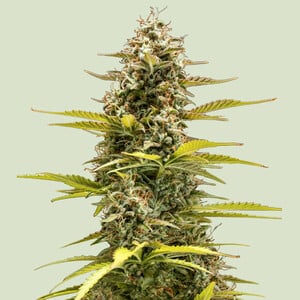 Cosmos F1 von Royal Queen Seeds