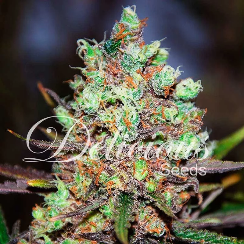 Cotton Candy Kush von Delicious Seeds