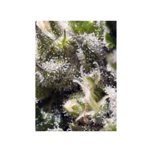 Cream Caramel Auto von Sweet Seeds