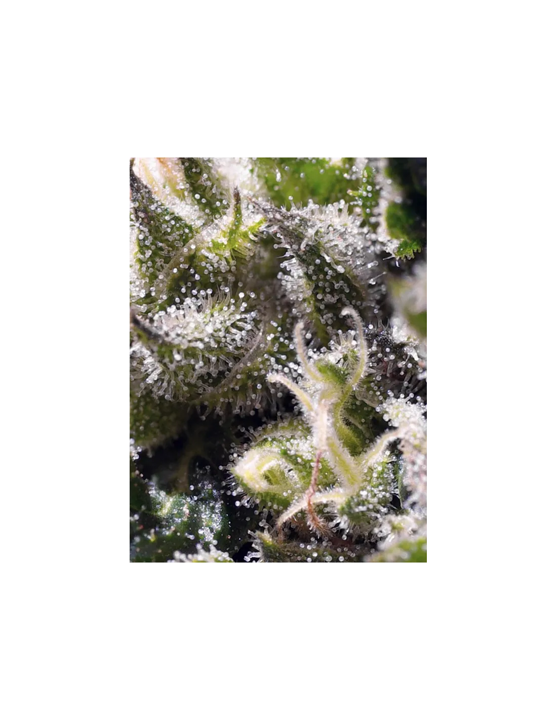 Cream Caramel Auto 100 St. Sweet Seeds
