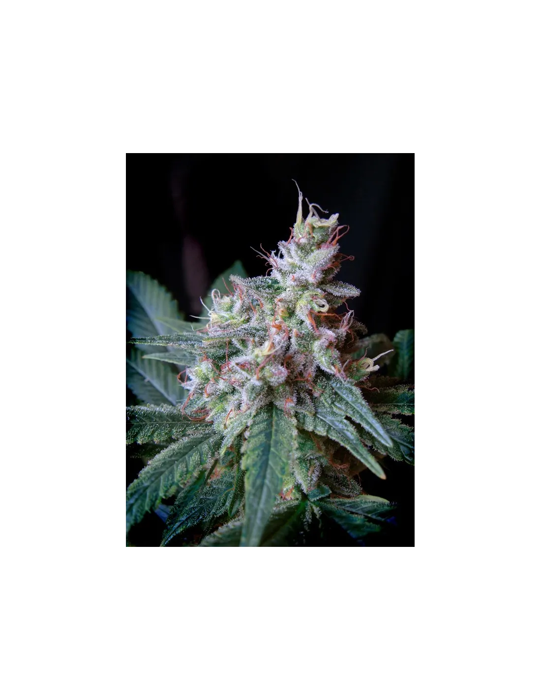 Cream Caramel F1 Fast Version von Sweet Seeds