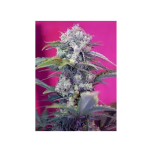 Cream Mandarine Auto von Sweet Seeds
