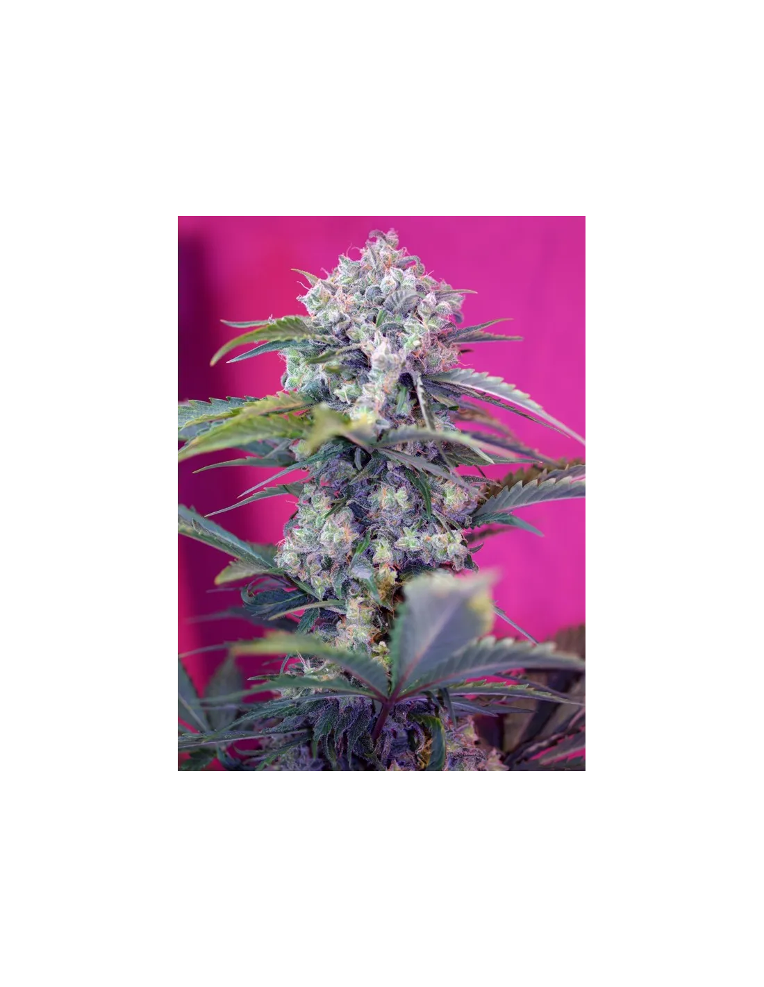 Cream Mandarine Auto von Sweet Seeds