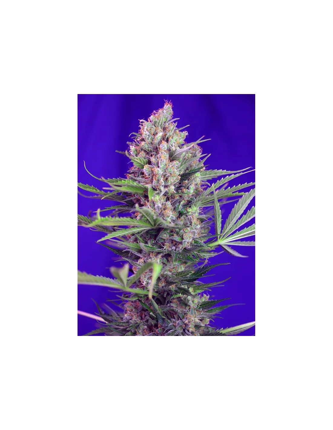 Cream Mandarine F1 Fast Version von Sweet Seeds