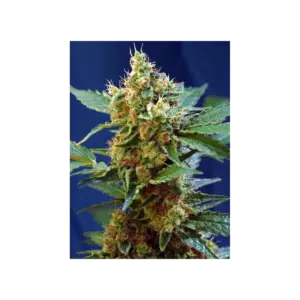 Cream Mandarine XL Auto von Sweet Seeds