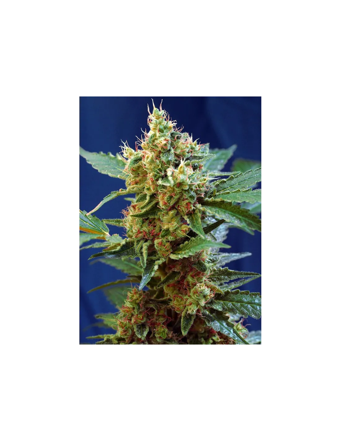 Cream Mandarine XL Auto von Sweet Seeds