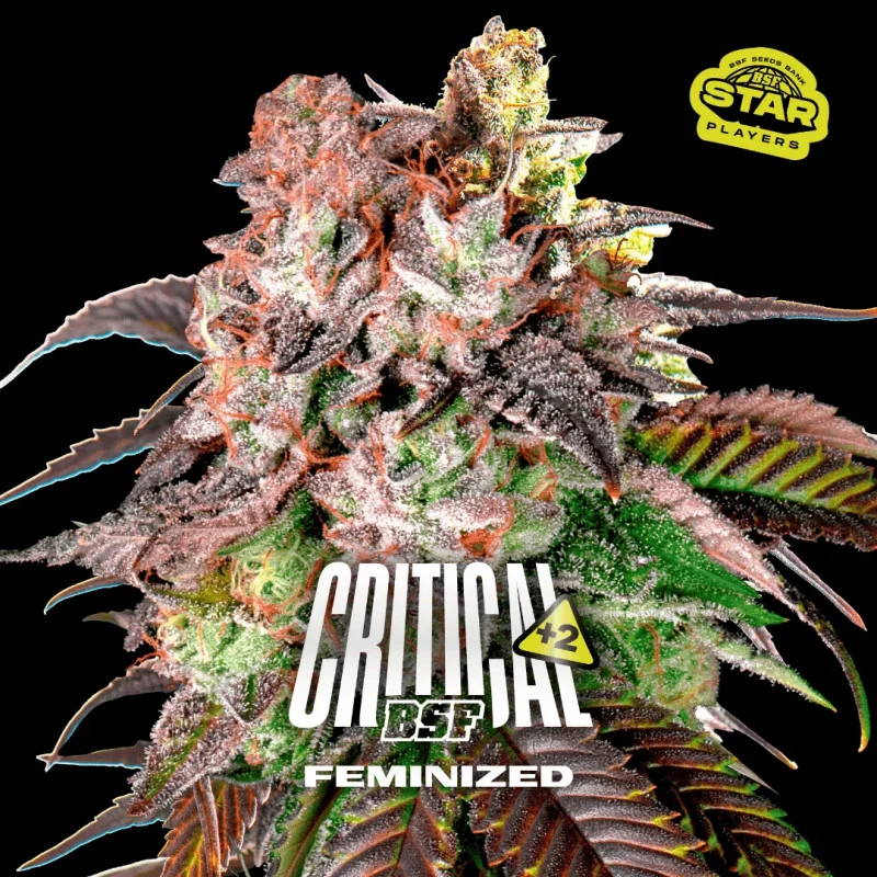 Critical +2 BSF Seeds