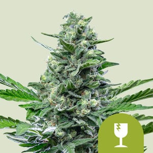 Royal Critical Auto von Royal Queen Seeds