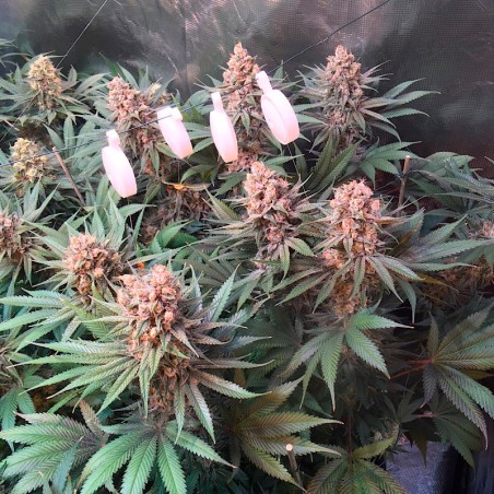 Critical Jack Silent Seeds