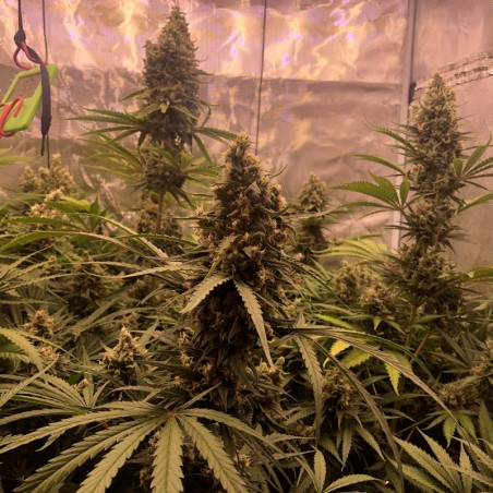 Critical Jack Silent Seeds