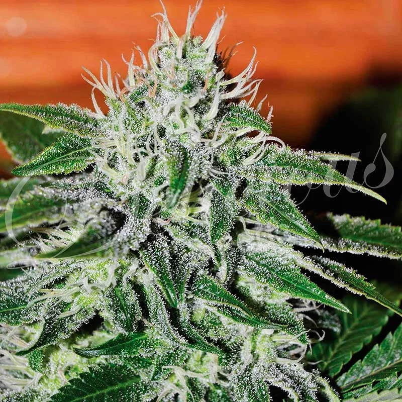 Critical Jack Herer von Delicious Seeds