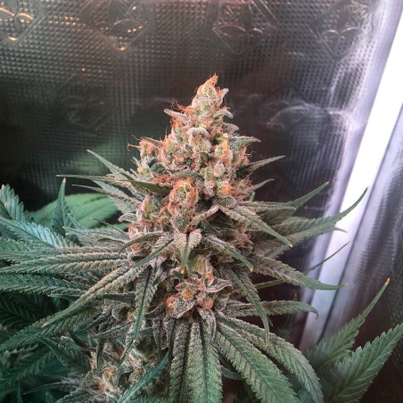 Critical Jack Silent Seeds