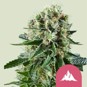 Critical Kush von Royal Queen Seeds