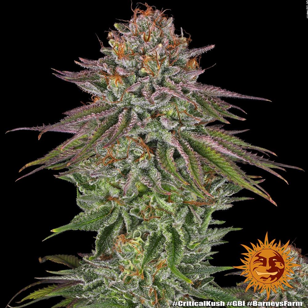 Critical Kush Barney's Farm
