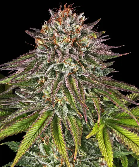 Critical Kush Barney's Farm