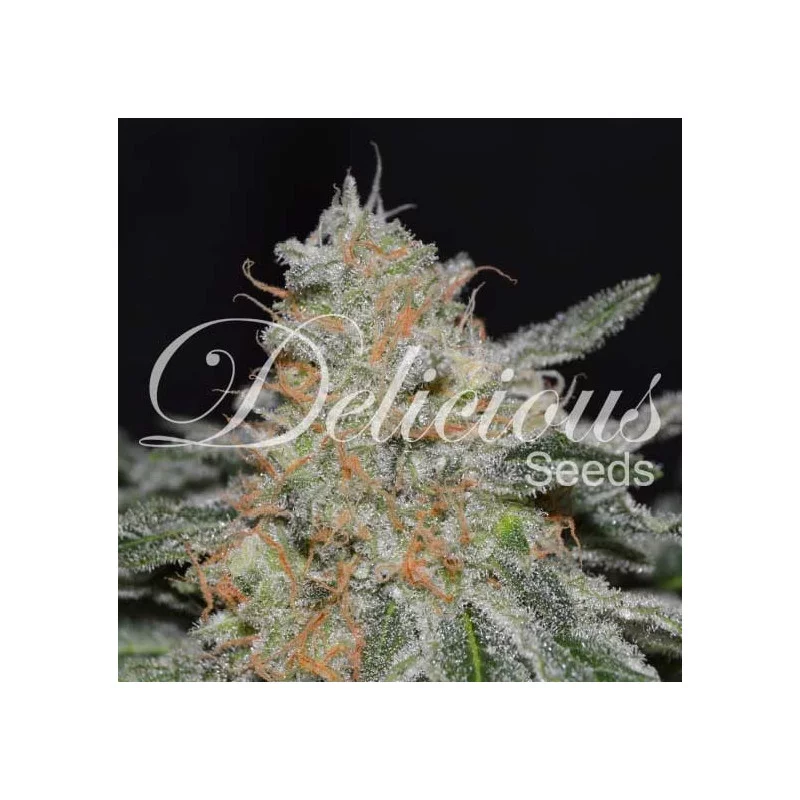 Critical Neville Haze 2.0 von Delicious Seeds