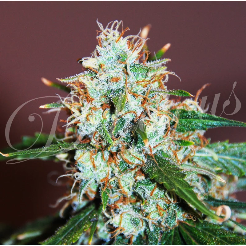 Critical Neville Haze Auto von Delicious Seeds